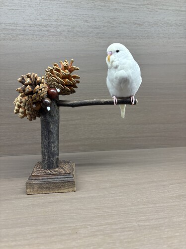 【我的可爱鹦鹉】原木鹦鹉站架桌面站架手工制作一物一拍