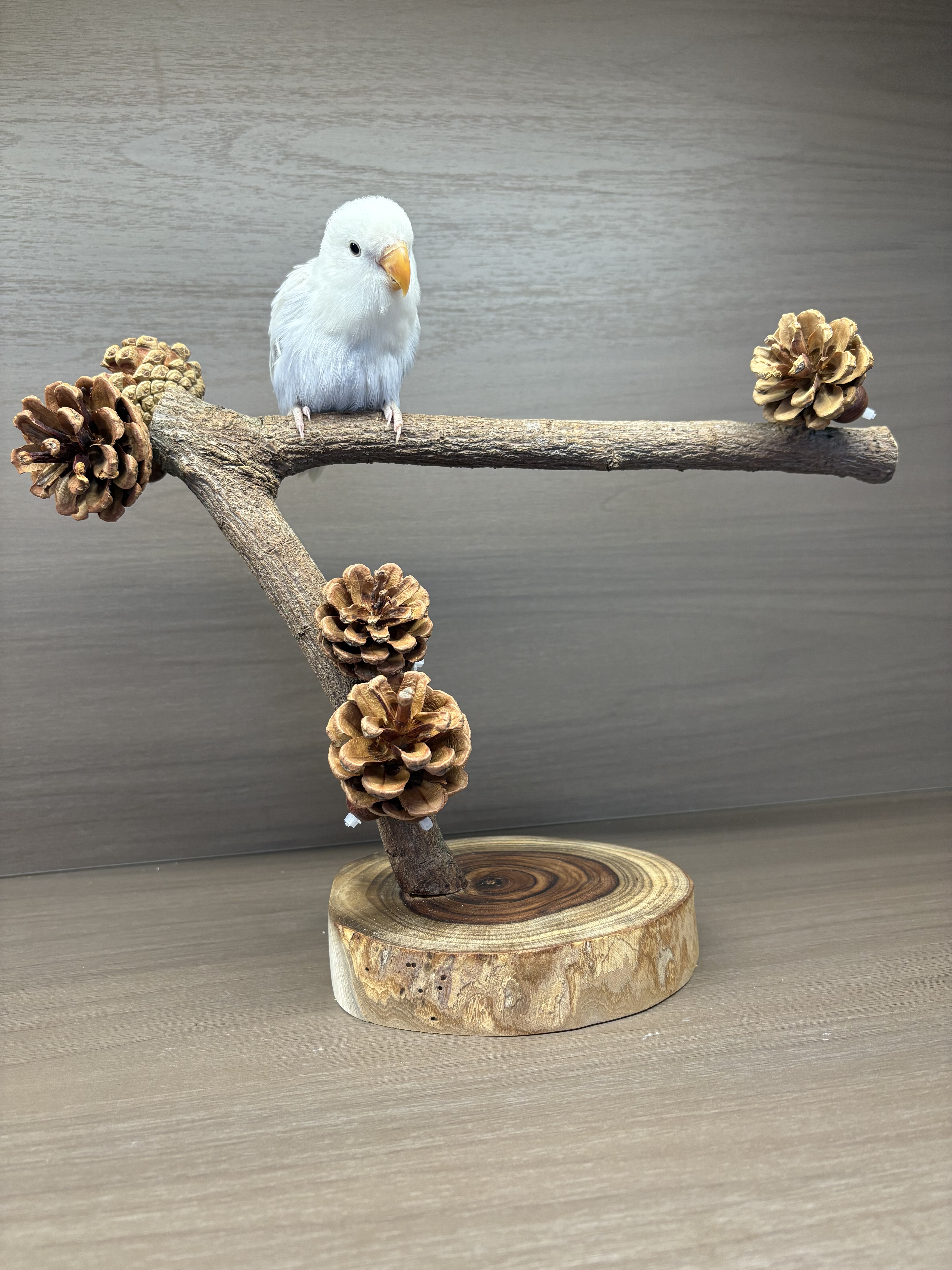 【我的可爱鹦鹉】原木鹦鹉站架桌面站架手工制作一物一拍,宠物/宠物食品及用品,鸟类站杆,淘宝优惠券,粉丝福利购,淘宝优惠卷