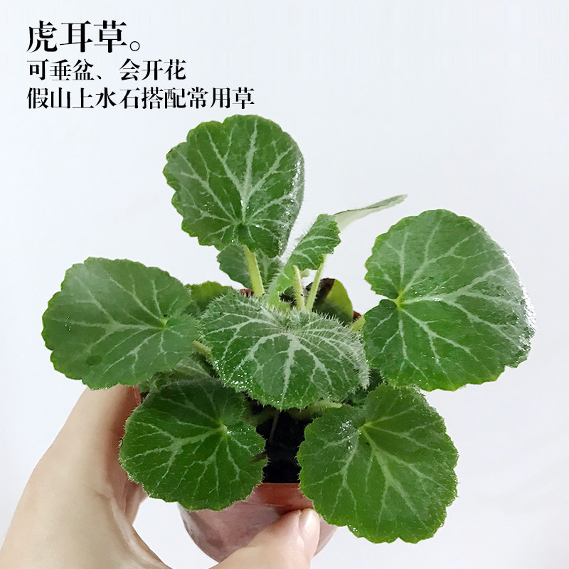 虎耳草 姬虎耳 七变化 吸水石上水石假山附石山野草 盆栽盆景绿植