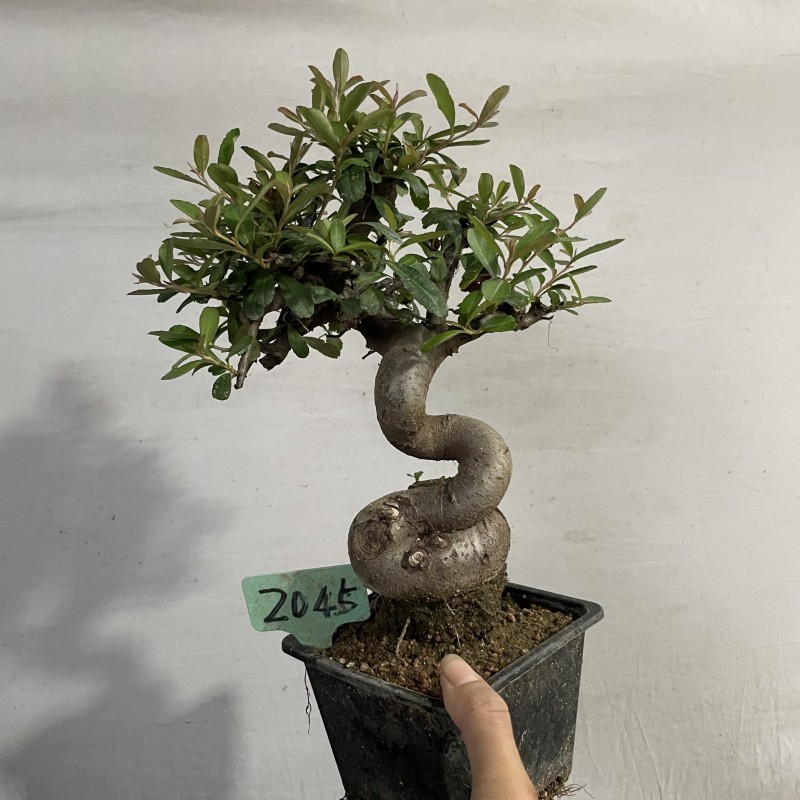 火棘盆景带果发货金玉满堂吉祥果火棘树苗南北方耐寒植物四季常青