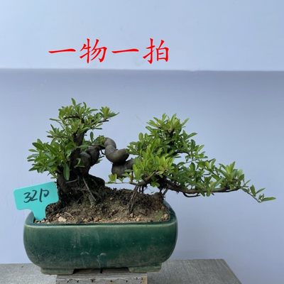 提根微型小老桩一物一拍火棘盆景