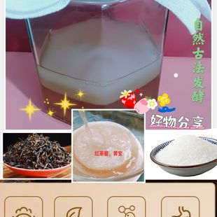 红茶菌菌种醋蛾子老胃宝酵素食用菌海宝