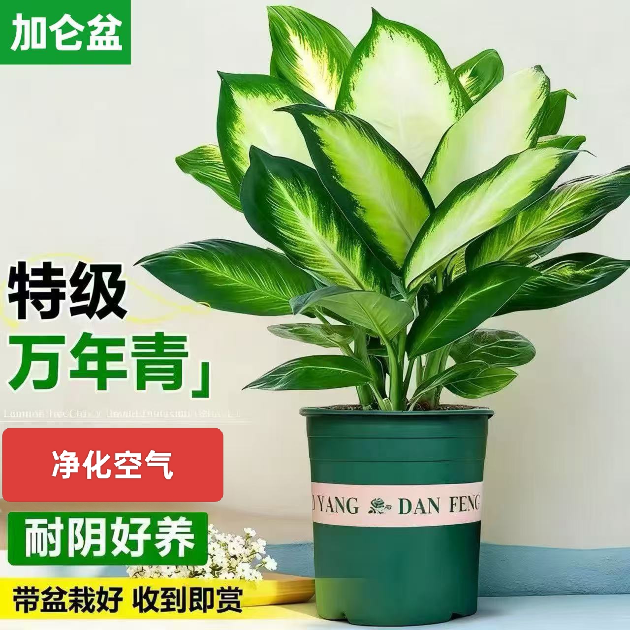 玛丽安粉黛万年青大盆栽桌面绿植