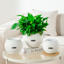 花盆家用桌面创意免浇水懒人花盆自吸水盆花卉多肉绿萝水培花盆