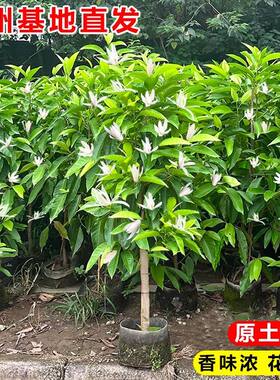 矮种白玉兰黄角兰四季开花浓香