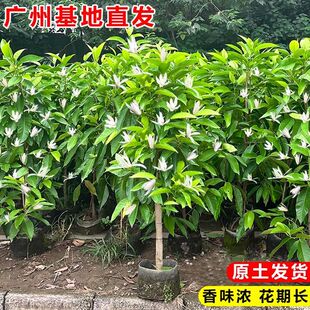 矮种白玉兰黄角兰盆栽四季开花带花苞黄玉兰苗浓香型阳台庭院植物