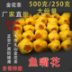 金花茶鱼嘴花金花茶金鱼嘴花花苞十万大山金花茶冻干 厂家直营