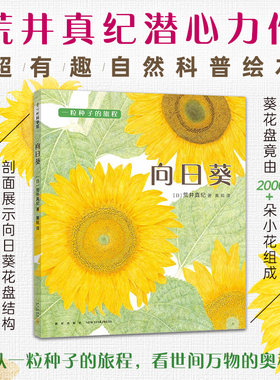 向日葵“一粒种子的旅程”系列03