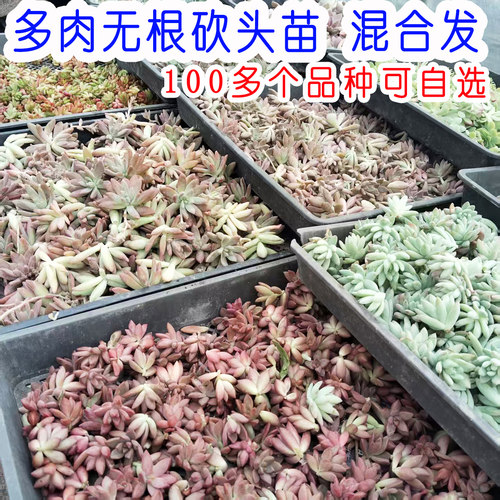 130多个品种混合发 多肉植物无根砍头苗种苗子小苗懒人盆栽好养活