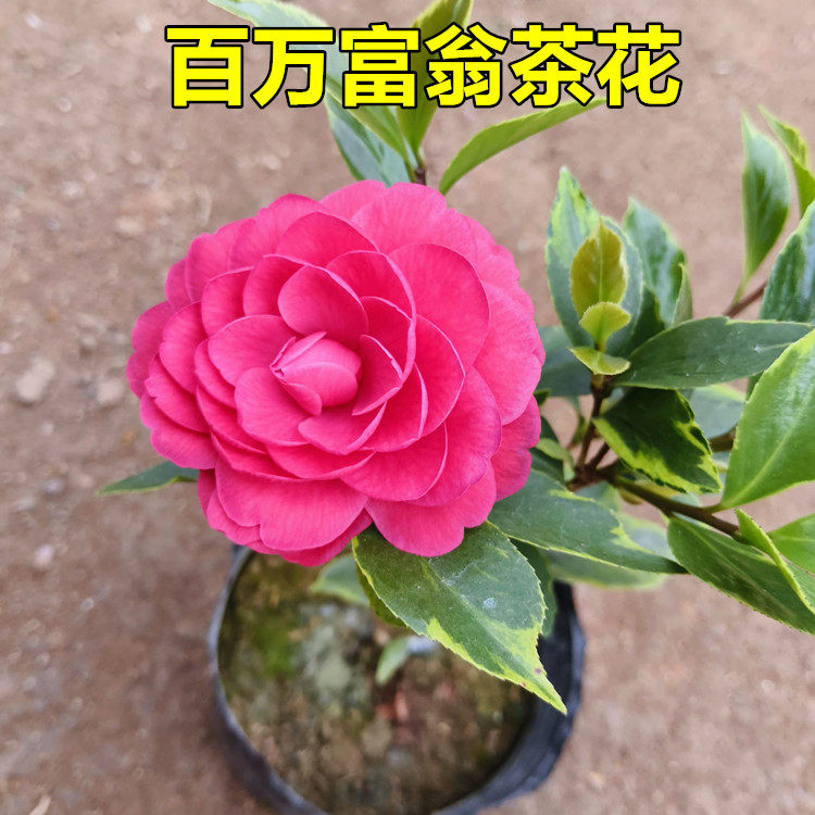 百万富翁茶花树苗盆栽金边彩叶赤丹叶艺品种红色喜庆大花阳台绿植