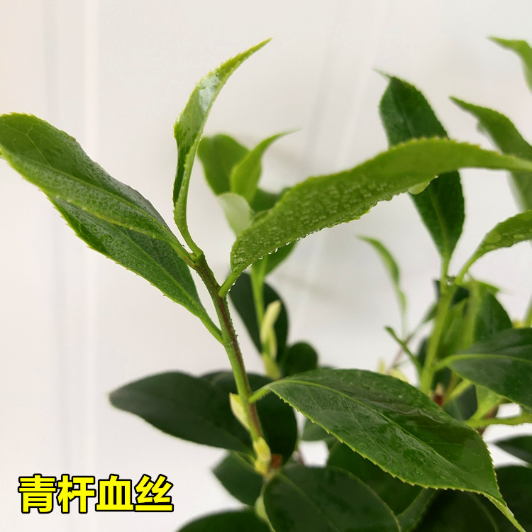 嫩芽青杆血丝茶花树苗盆栽白底五色赤丹多色系大花型一树多色花卉