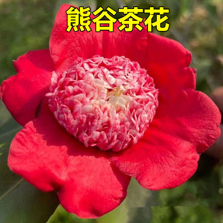熊谷茶花树苗盆栽红色系大花型托桂型半重瓣层次感叶艺血斑喷砂