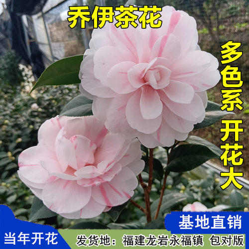 乔伊茶花稀有大花福建基地直销
