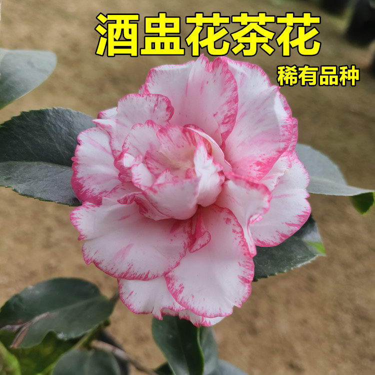 酒盅花茶花树苗盆栽复色系稀有半重瓣散牡丹花型白底带红覆轮镶边