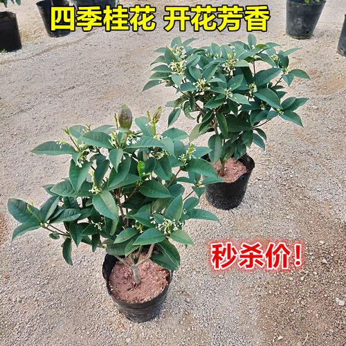桂花阳台好养绿植开花香四季