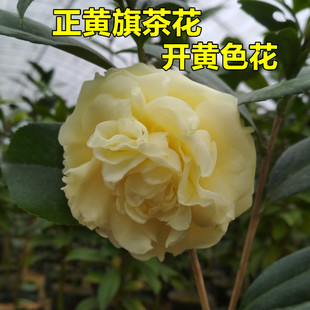 正黄旗茶花盆栽开纯黄色花阳台奇特名贵品种绿植花卉福建龙岩树苗