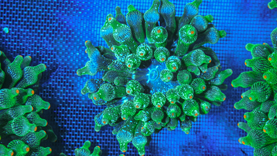 奶嘴海葵软体珊瑚海葵小丑鱼共生