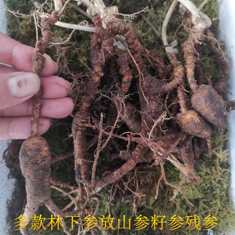 集安池底参集安放山货