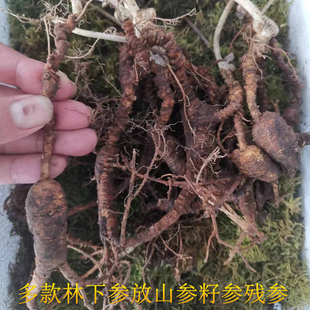 长白山生新鲜林下籽参放山货池底参林下参池床参绣残参肢老参飞籽