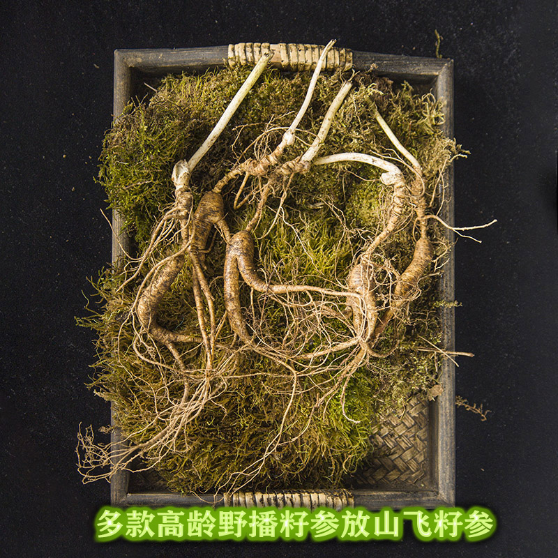 籽参籽货林下参集安老参