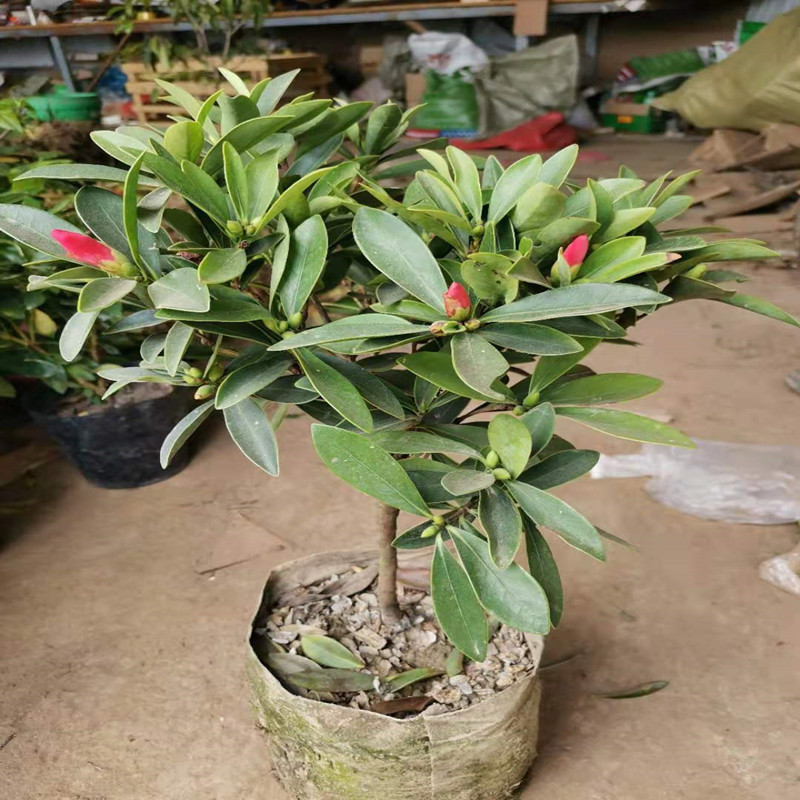 四季茶花带花苞客厅阳台庭院盆栽绿植名贵花苗杜鹃红山茶木本花卉