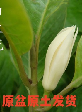 嫁接白兰花盆栽黄角兰黄桷兰白玉兰黄玉兰花缅桂花苗盆栽树苗庭院