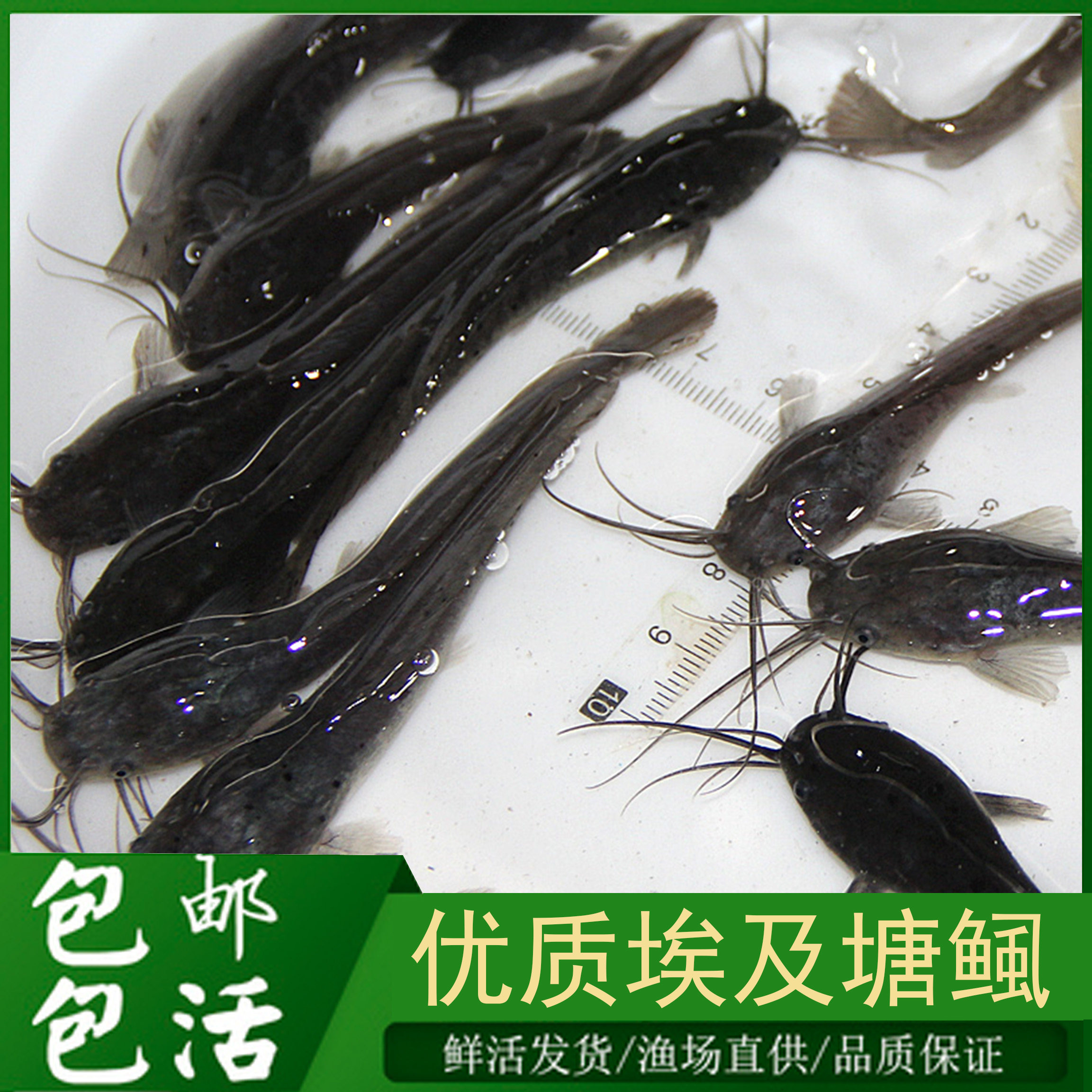 革胡子鲶鱼苗埃及塘虱鱼活体饲料鱼埃及塘鲺鲶鱼苗八须鲶鱼苗