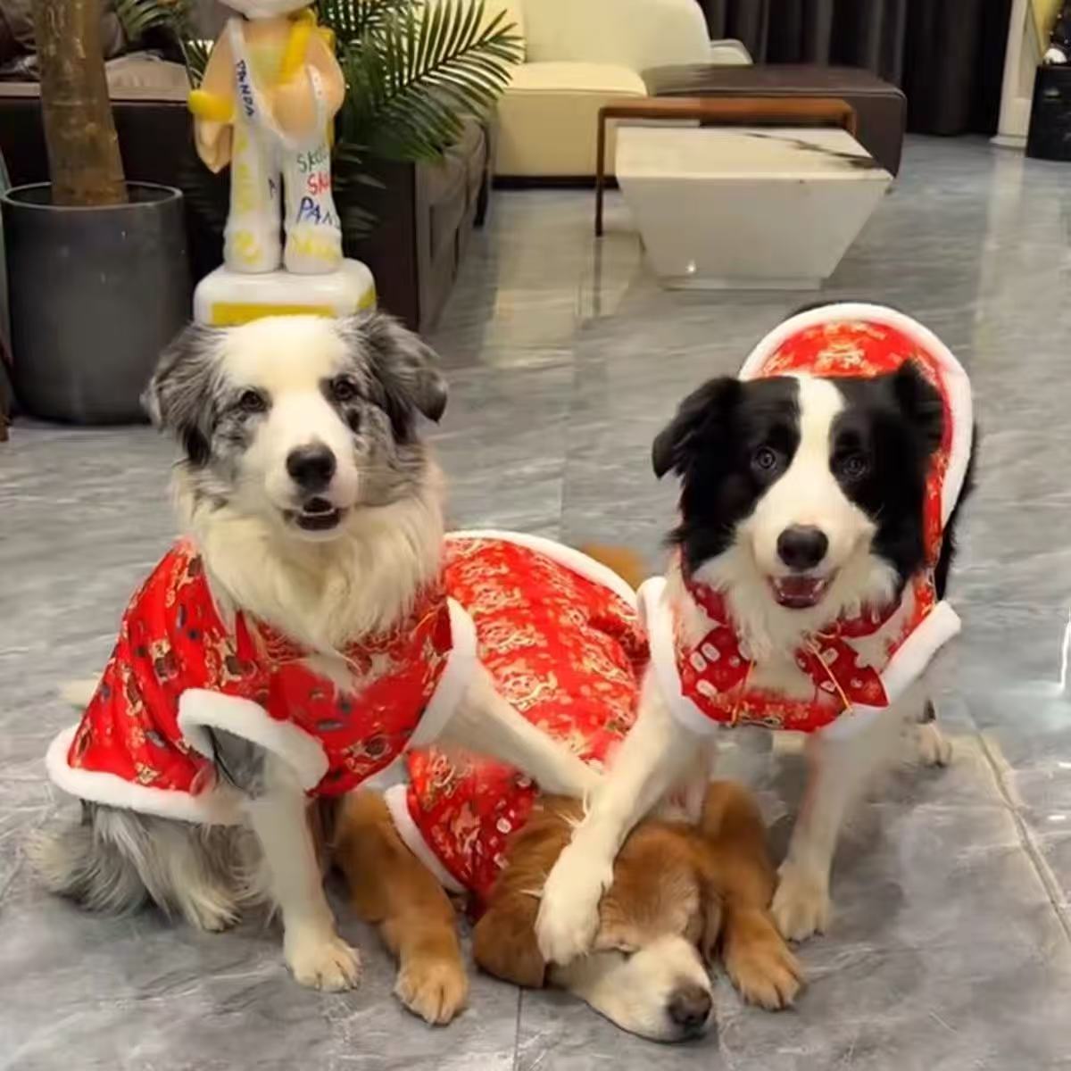 边牧专用狗年春节拜年服