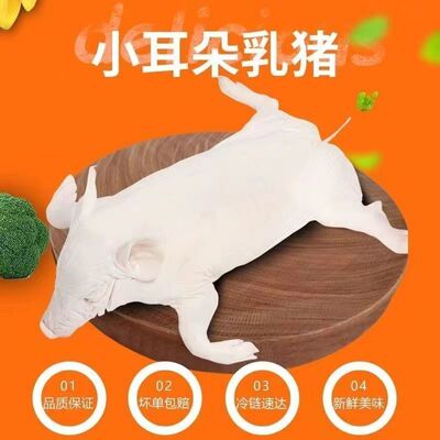 整只速冻烤乳猪冰鲜小猪新鲜小乳猪烤乳猪酒店宴会乳猪现杀乳猪