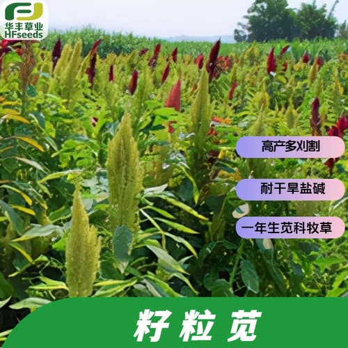 籽粒苋种子高产多茬刈割