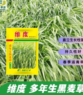 维度多年生黑麦草种子春季返青早
