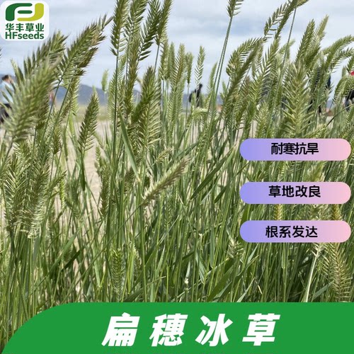 扁穗冰草种子耐寒抗旱草地改良