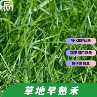 草地早熟禾种子 多年生  耐低温耐旱 绿化草坪优选广泛环境适应性