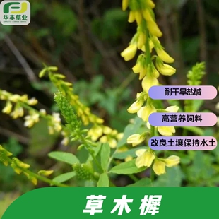 草木樨种子二年生豆科草本耐干旱盐碱高营养饲料改良土壤保持水土