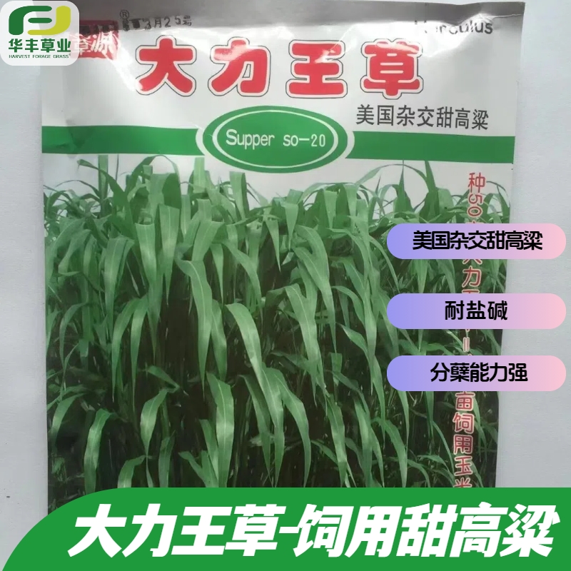 大力王草高粱种子美国杂交甜高粱