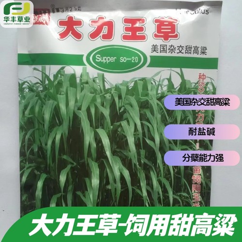大力王草高粱种子美国杂交甜高粱