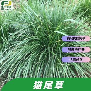 猫尾草种子 多年生禾本科 赛马宠物优质饲草 高营养价值 抗寒越冬