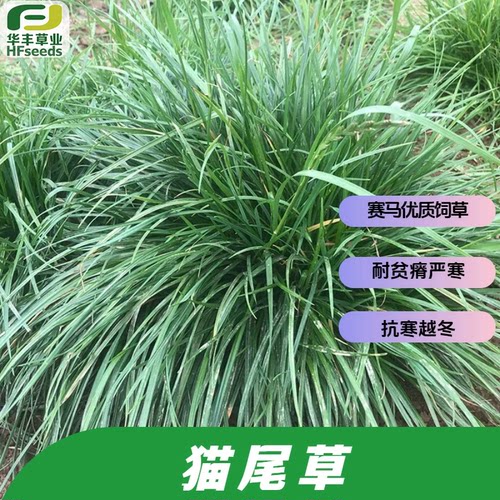猫尾草种子赛马宠物优质饲草