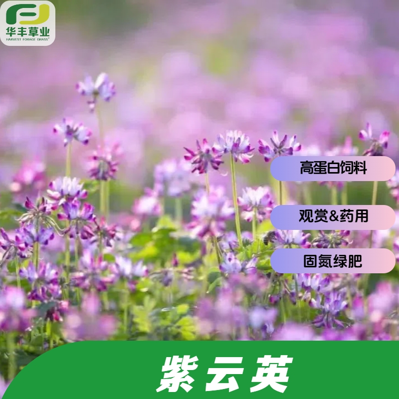 沃地紫云英种子饲草绿肥观赏药用