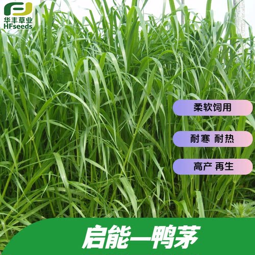 启能鸭茅种子人工割草地放牧草地