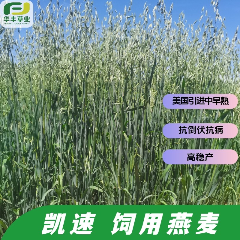 凯速饲用燕麦种子中早熟高产稳产