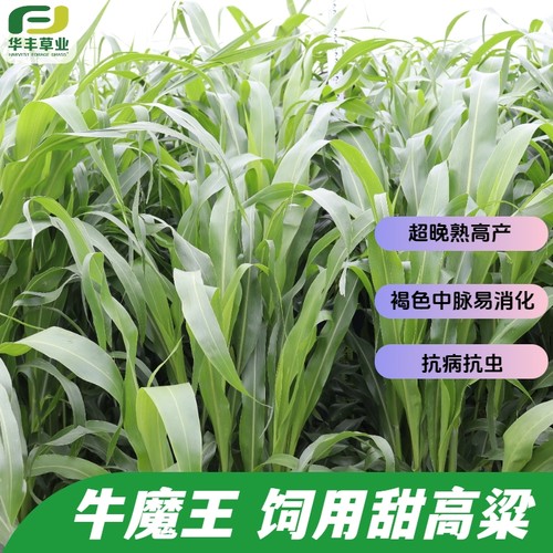 牛魔王饲用甜高粱种高消化率