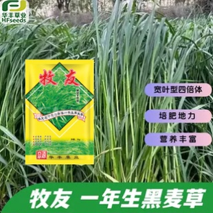 牧友一年生黑麦草种子 叶片宽大 产量高 割草4-5次 粗蛋白含量高