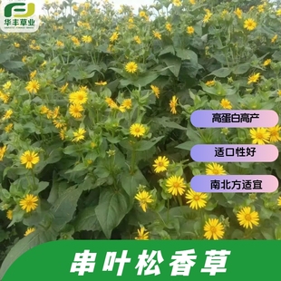 串叶松香草种子 菊科多年生草本高蛋白高产适口性好南北方适宜
