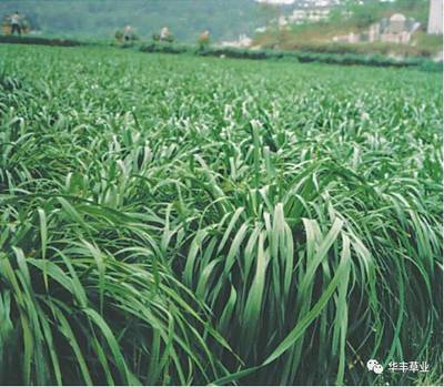 一年生黑麦草（杰特）四倍体高产牧草种子