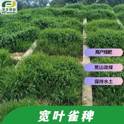 宽叶雀稗种子绿肥牧草绿化