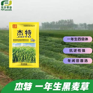 杰特一年生黑麦草 分蘖能力强 耐湿 适口性好 畜禽和鱼类喜食