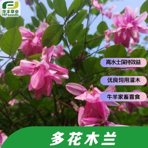 多花木兰种子水土保持多功能绿化