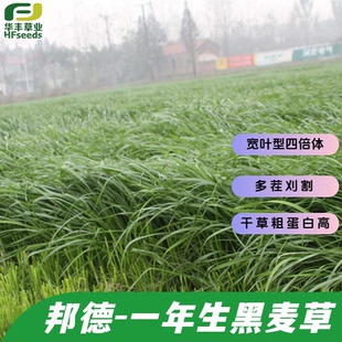 邦德一年生黑麦草种子-宽叶型四倍体 多茬刈割 干草粗蛋白含量高