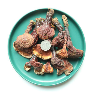 村姑娘正品长白山野生灵芝松杉灵芝白心肉赤芝新货干货可切片打粉